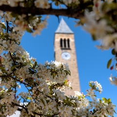 Image of Cornell University's Jennie McGraw Tower