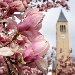 The image of Cornel University showcases a captivating close-up of a magnolia tree in full bloom, with its branches adorned with numerous delicate pink flowers