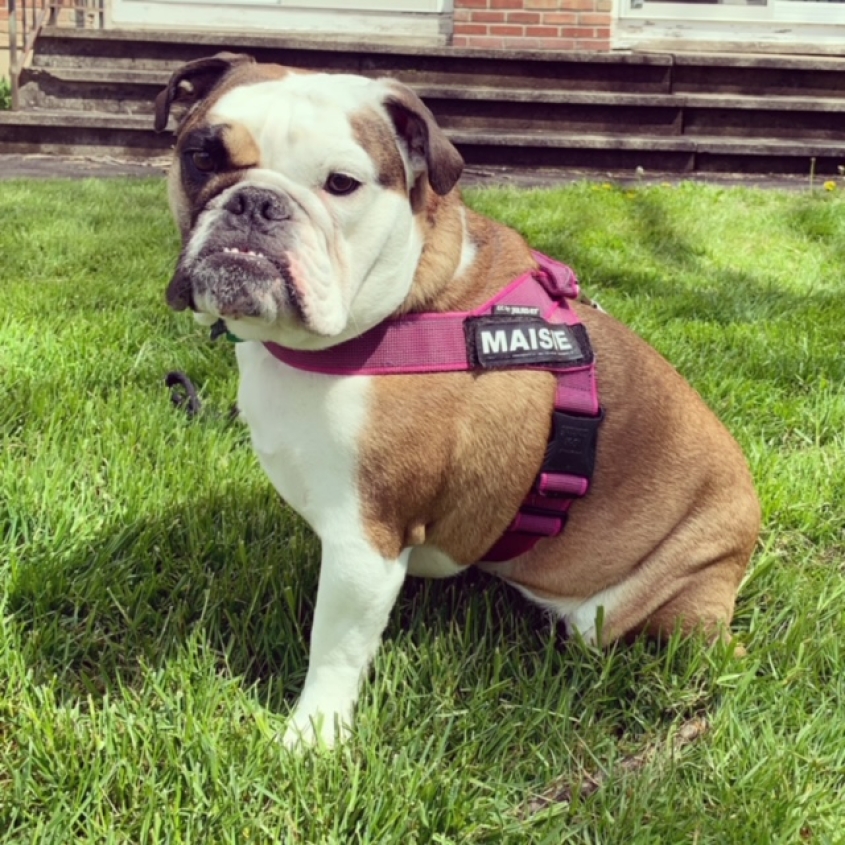An English bulldog with a harness that says, "Maisie" sitting in a green field